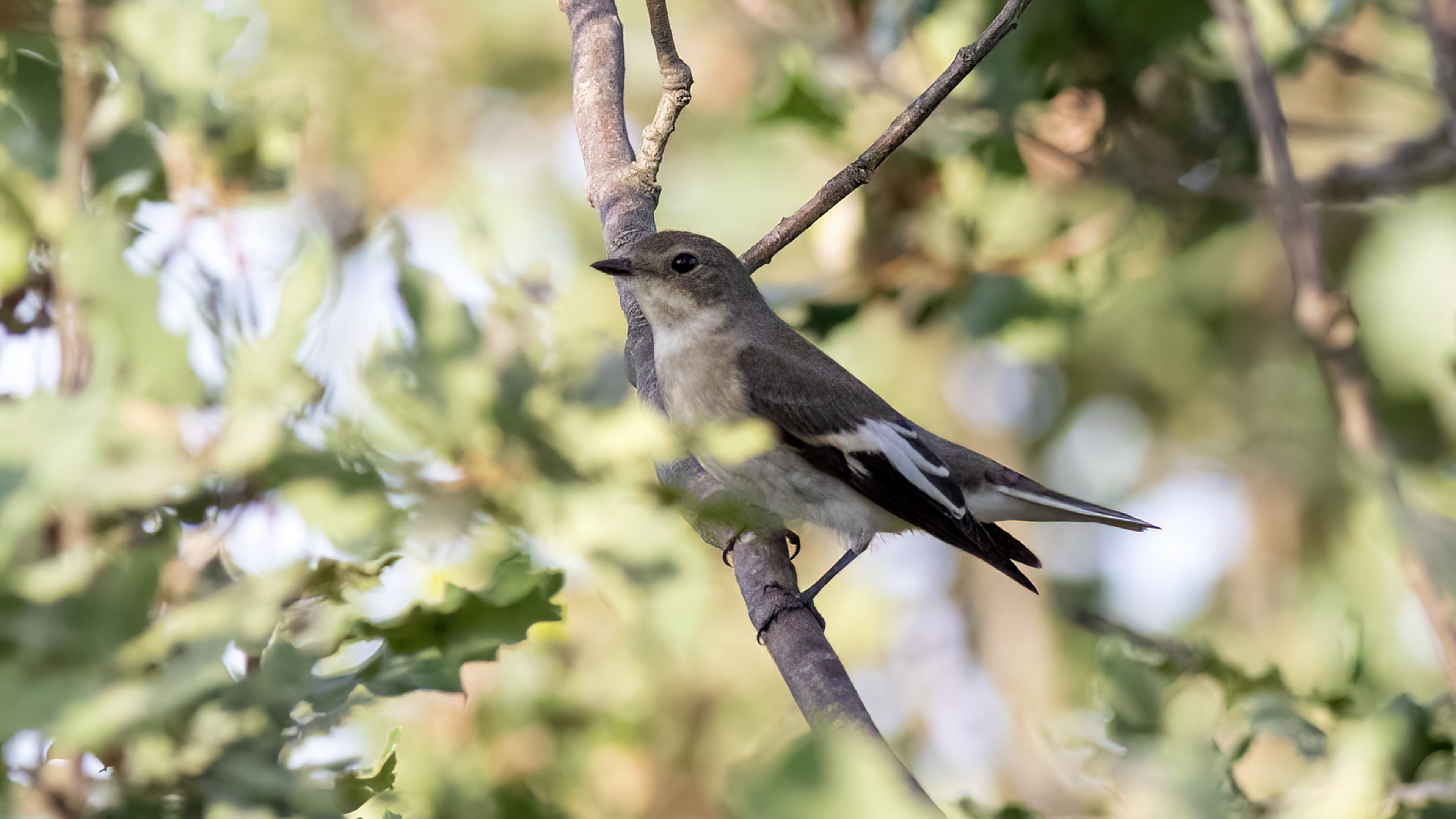 Semicollared Flycatcher